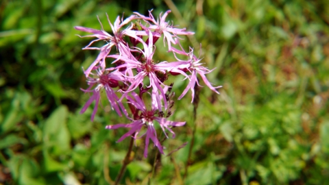 Besthorpe Nature Reserve | Nottinghamshire Wildlife Trust